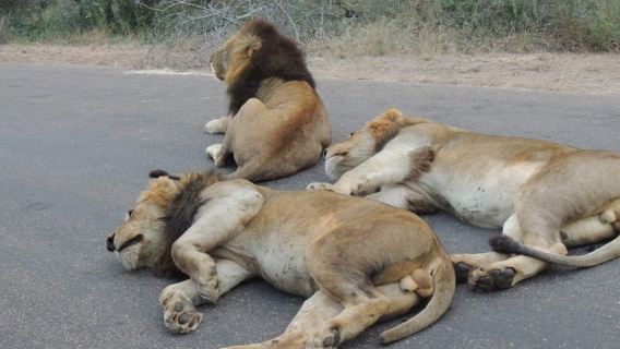 Kruger National Park: Full-Day Game Drive with Pickup