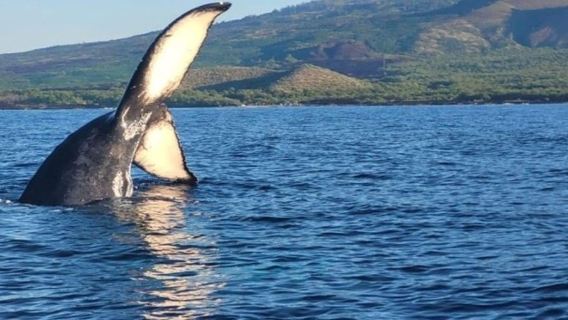 Maui: tour di avvistamento balene - 1,5 ore