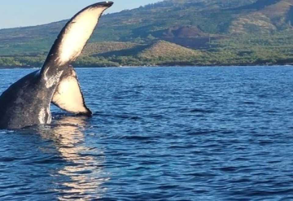 クジラの歯の彫刻置物セット（ハワイ マウイ島） クジラの歯の彫刻置物