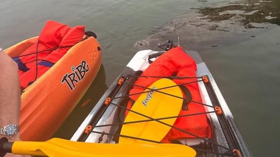 Crystal River: Guided Kayak Tour with Manatee Encounters