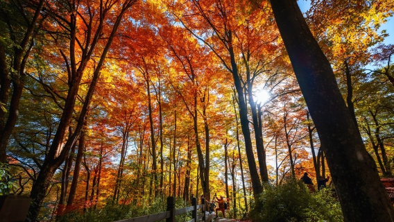 漢中出發光霧山·米倉山景區1日遊