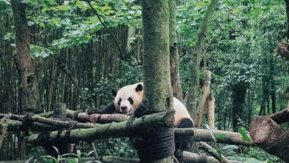 Chengdu: tour di un giorno a Dujiangyan e alla Valle dei Panda con guida bilingue cinese-inglese #