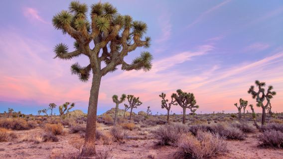 Tagesausflug zum Joshua-Tree-Nationalpark und zur Nixon Presidential Library & Museum in Los Angeles, USA