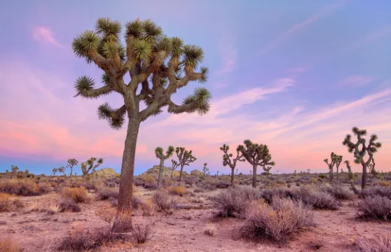 美國洛杉磯約書亞樹國家公園+尼克遜總統圖書館和博物館一日遊