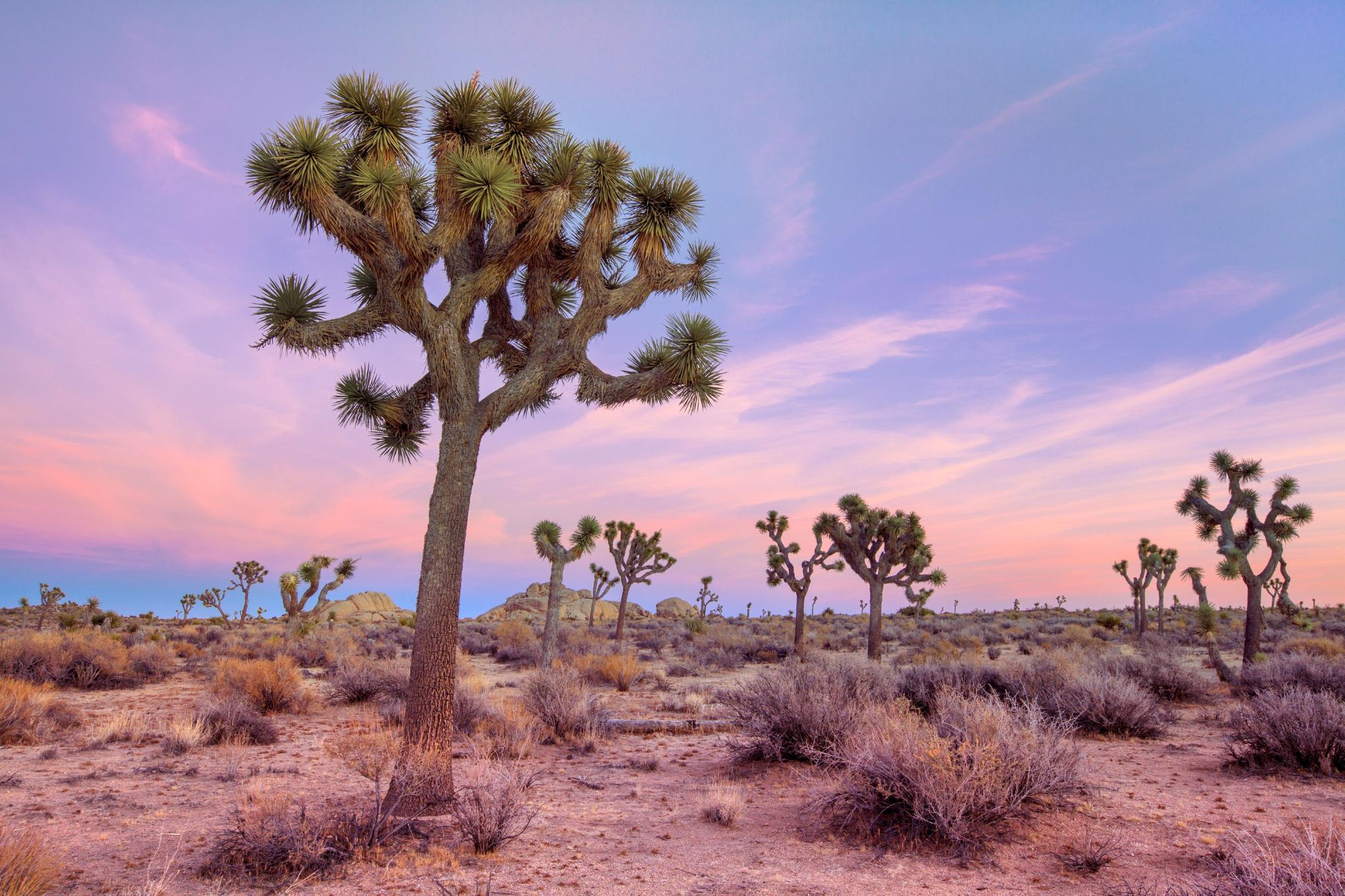 tour di un giorno al Joshua Tree National Park e al Richard Nixon Presidential Library and Museum a Los Angeles, Stati Uniti