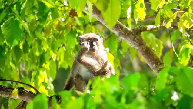 從普吉島或考拉出發：皮皮島瑪雅灣之旅，含卡伊島、浮潛與午餐