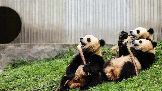 Privater Tagesausflug zur Panda-Basis in Chengdu, Dujiangyan und Nachtbootsfahrt auf dem Jinjiang