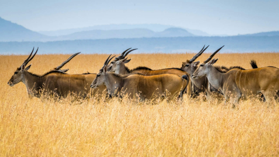 Nairobi: National Park, Elephant Orphanage and Giraffe Center Tour