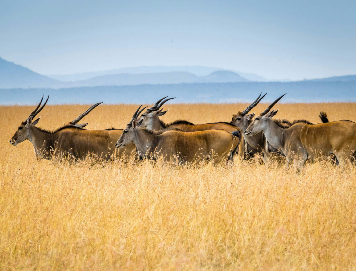 內羅畢：國家公園、大象孤兒院和長頸鹿中心之旅
