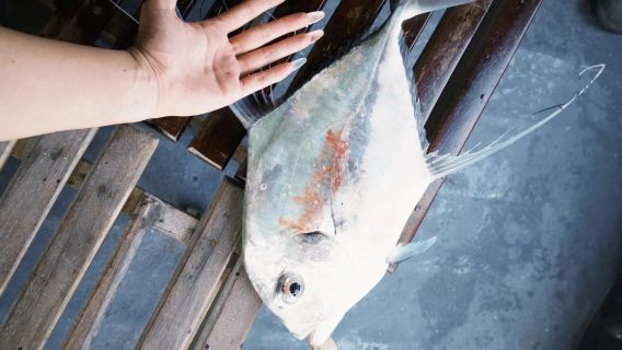 ทัวร์ตกปลาใหญ่ที่เกาะพงัน พร้อมอาหารบนเรือ