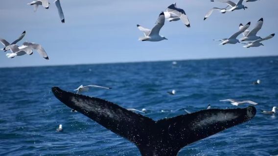 Iceland Reykjavik Whale Watching Adventure + History Museum + City Landmarks One-Stop Private Charter In-Depth Tour