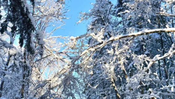 One-Day Exclusive: Rime Canoeing + Pet Paradise + Snowmobile + Fireworks Extravaganza, with Complimentary Professional Photography