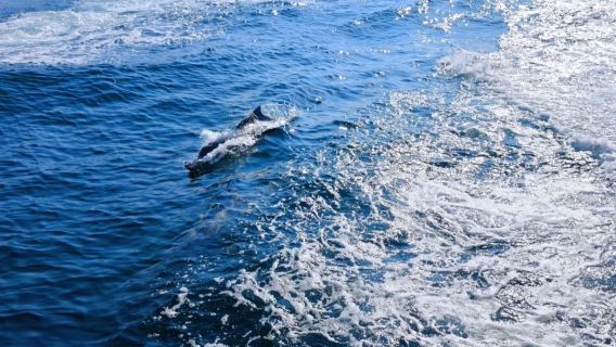 杜拜出發|阿曼海賽卜&海豚灣追豚一日遊|包車日遊