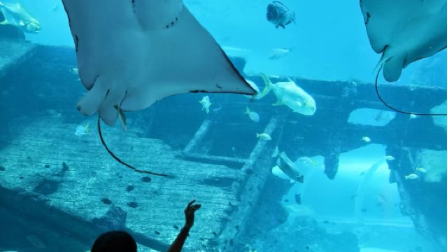 新加坡-科學中心-亞洲雨林探險園-觀光巴士【市區上門接駁】