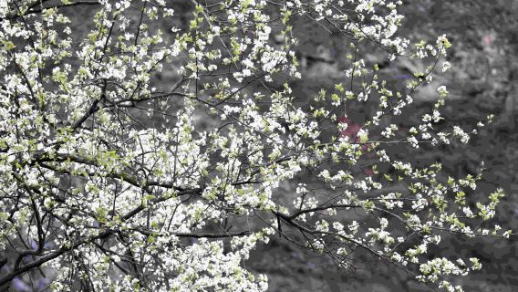 การถ่ายภาพท่องเที่ยวเกาหลาน[สวนลูกแพร์ชิชาง/วัดถ้ำหิน/การแปลหลายภาษา/บริการถ่ายภาพแบบกำหนดเองพร้อมช่างภาพ ทั้งถ่ายภาคพื้นดิน โดรน และถ่ายคู่]