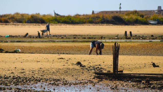 Faro: Escursione in Barca in Piccoli Gruppi alle Isole della Ria Formosa per l'Intera Giornata