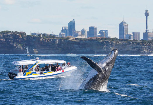 Sydney Whale Watching Cruise [Multiple Vessel Types/Docks/Durations Optional | Whale Hunting History Guide | Departure from Sydney Harbour/Port... AUD 83.98