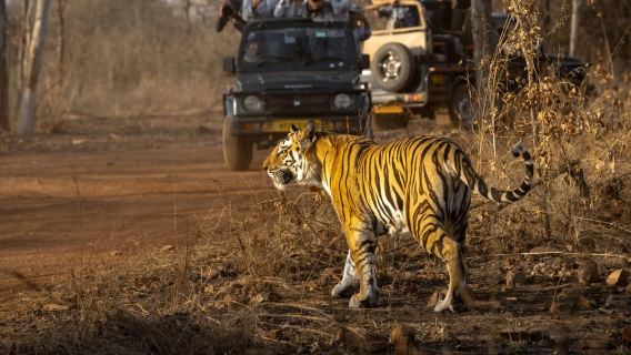 Sariska Tiger Reserve Delt Safari – Canter & Gypsy Muligheder