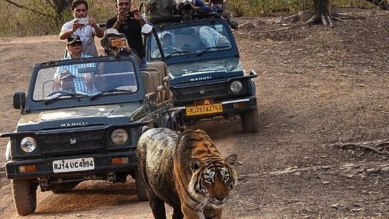 Ranthambore Gypsy safari billet med hotelafhentning