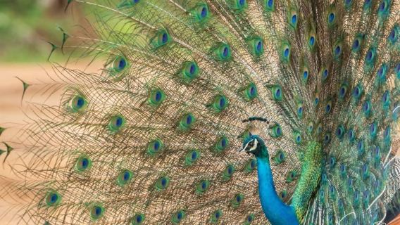 Jaffna: Guided Birdwatching Tour with Expert Naturalist