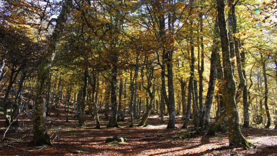 Cangas de Onís: Senderismo por el Bosque de Vegabaño con Comida en un Refugio de Montaña
