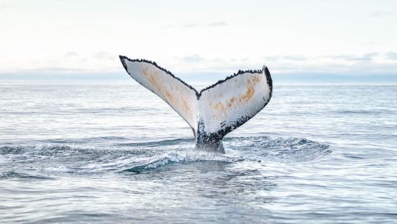 Húsavík: Whale Watching Tour with Guide