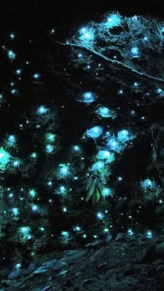Brisbane Tamborine Mountain + Springbrook National Park rainforest 1-day tour to encounter blue glow worms