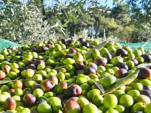 Private Business : The Olive Harvest in Piazza Armerina