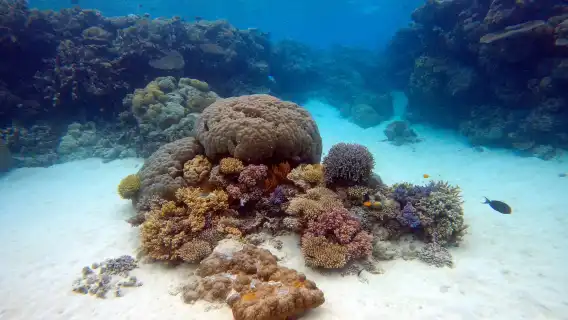 泰國芭達雅格蘭島+閣派島體驗潛水水肺潛水/浮潛/水肺OW考證/水肺潛水攝影8小時【潛水國際中心/含接駁】