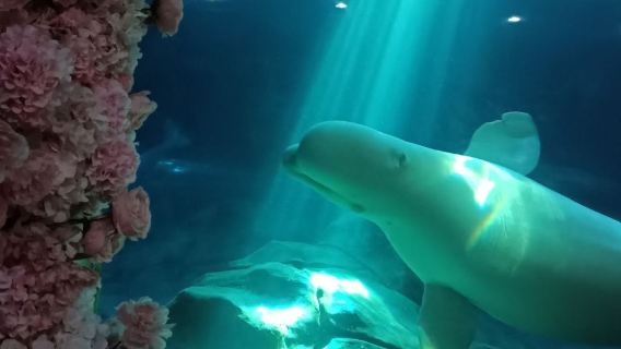 perjalanan satu hari Hangzhou + Changqiao Polar Ocean Park / pemandu wisata/ Mandarin / Inggris / Rusia / F