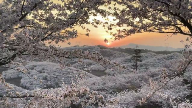 黃臘萬畝櫻花一日遊（私家團+無購物+上門接送）