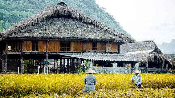 Sapa