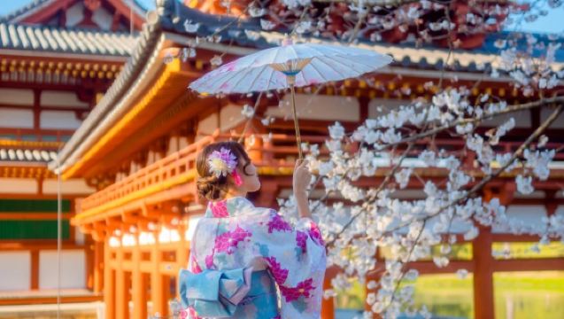 1-day tour from Osaka to Nara Park and Uji: Feed adorable deer, taste matcha, and enjoy cherry blossoms
