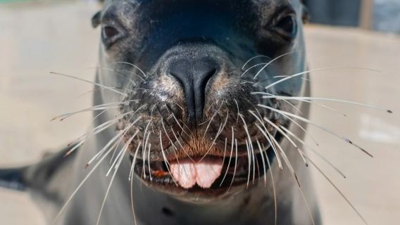 美國聖地牙哥海洋世界-科羅納多島~包車一日遊【精選老司機】