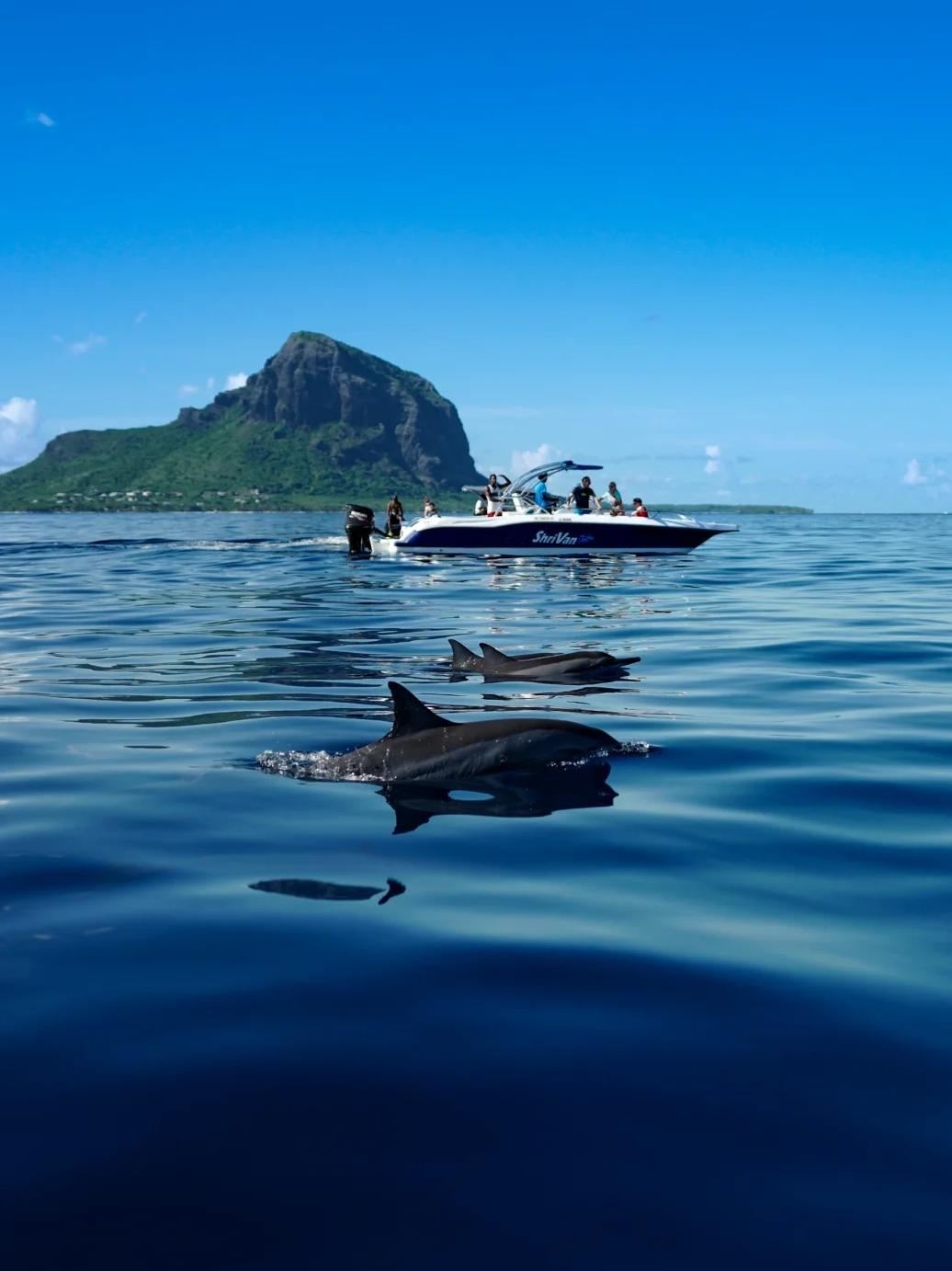Маврикий: скоростной катер/моторная лодка для наблюдения за дельфинами и китами + сноркелинг у коралловых рифов [трансфер из отеля/групповая экскурсия]
