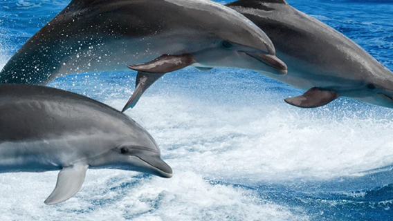 Excursion d'une journée à la baie des dauphins de Fidji : observation des dauphins, snorkeling, pêche à la ligne et poursuite des dauphins à Rakiraki