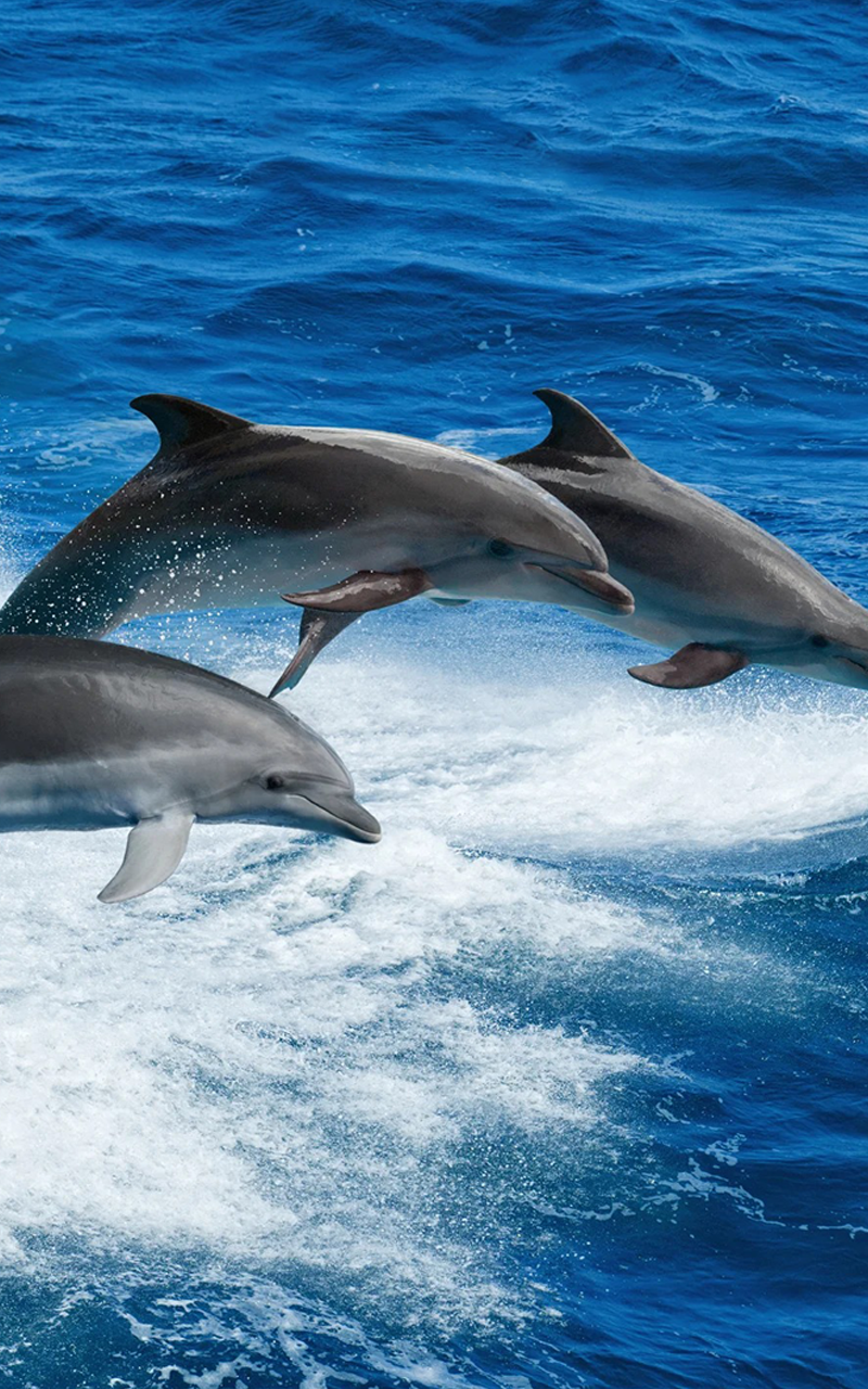 tour di un giorno alla Baia dei Delfini a Fiji con snorkeling per avvistare i delfini, pesca a mano e inseguimento dei delfini a Rakiraki