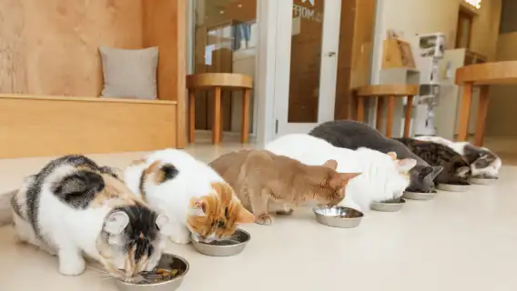 貓咪咖啡館 CAT CAFE MOFF IIAS 沖繩豐崎店