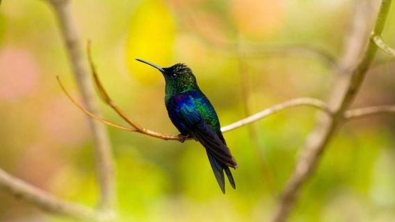 センデロ デル カント – ミンカのバードウォッチング