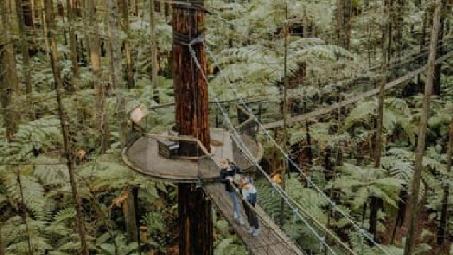 Rotorua: Altitud de las secuoyas, pase rápido nocturno y paseo por los árboles