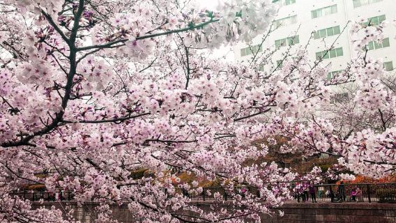 Licensed Guide Tokyo Meguro Cherry Blossom Walking Tour