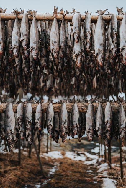 Lofoten Scenic Sightseeing Tour: Half day tour