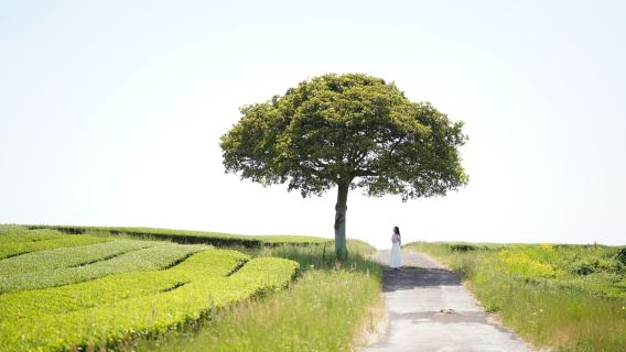 Jeju: West & South Full-Day Authentic Tour