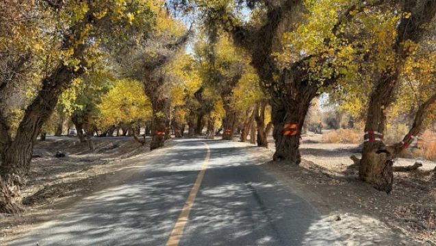 庫車出發，沙雅139胡楊秘境一日遊 (不走全段)