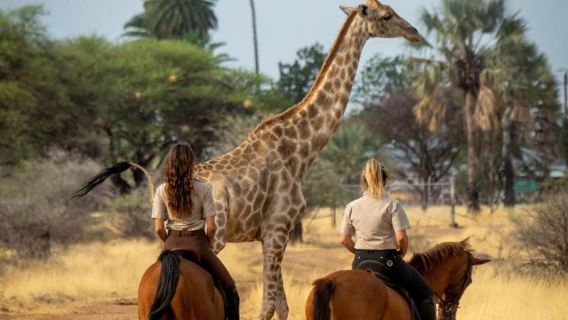 坦桑尼亞【塞倫蓋蒂國家公園】穿越非洲的「天國之渡」