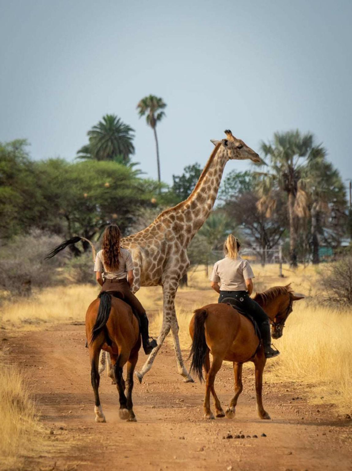 坦桑尼亞【塞倫蓋蒂國家公園】穿越非洲的「天國之渡」