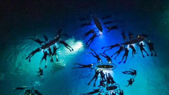 Hawaii Big Island Night Diving Experience (Wild Manta Ray Viewing)|English join-in tour