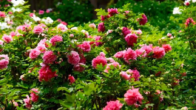 Luoyang Group Day Tour: Longmen Grottoes, White Horse Temple & Peony Garden