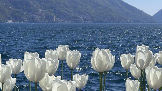 Ab Mailand: Tagesausflug nach Lugano + Langensee [Zwei Seen und zwei Länder an einem Tag]