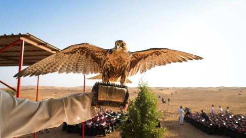 Dubai Desert Camp Experience: Standard Red Dune Desert Safari, Sand Boarding, and Buffet Dinner 9
